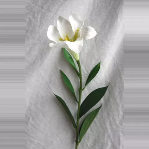 Easter Lily