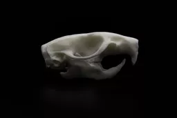 Rat 1.jpg