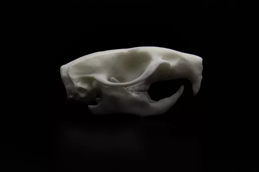 Rat 1.jpg
