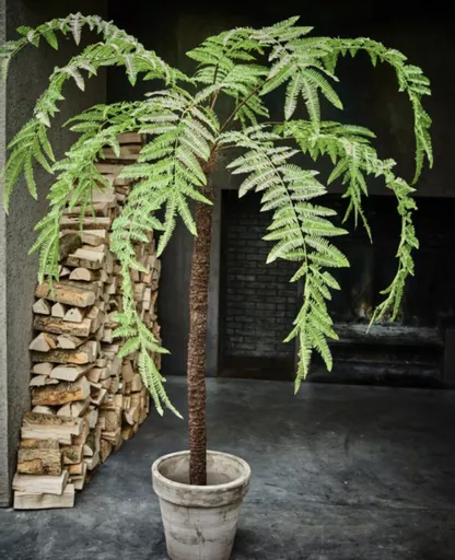 Tree Fern 183cm