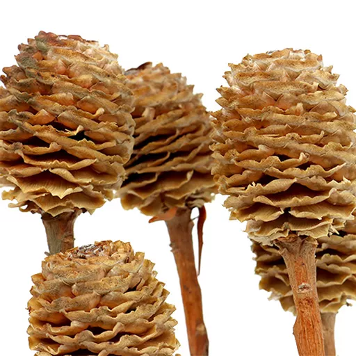 Sabulosum Cone.jpg