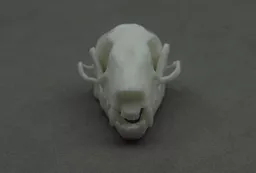 Fruit Bat 4.jpg