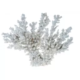 Lace Coral Large.jpg