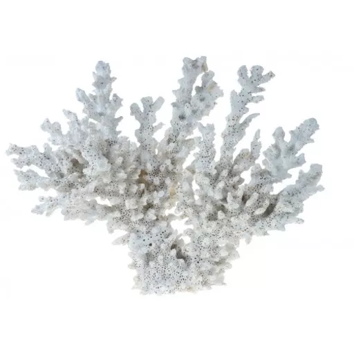 Lace Coral Large.jpg