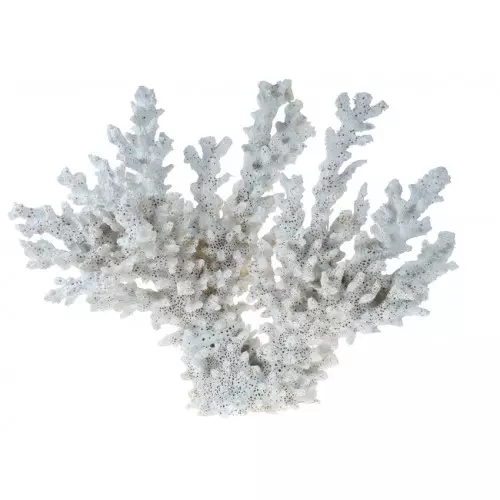 Resin Lace Coral Large