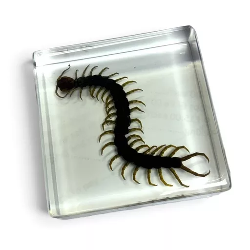 Centipede 1.jpg