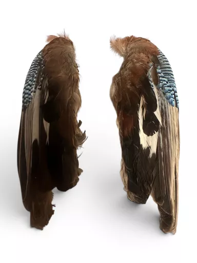 bird wings 2.jpg