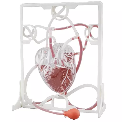 Pumping Heart Model