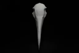 Gannet 3.jpg