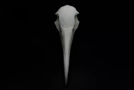 Gannet 3.jpg