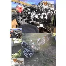 Pekin mottled photo.jpg