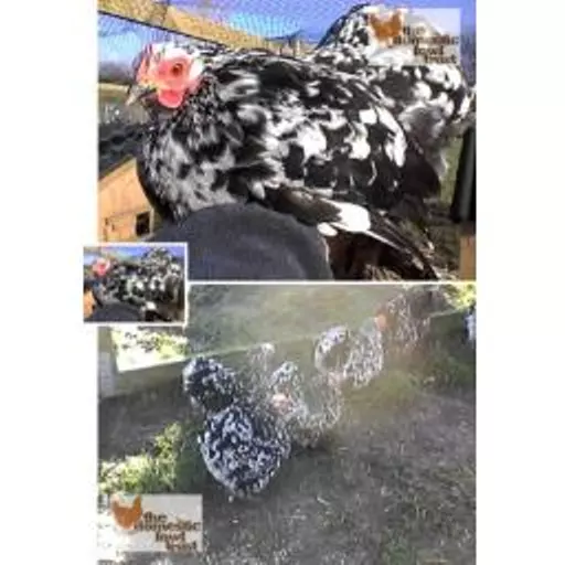 Pekin mottled photo.jpg
