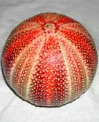 Large Urchin