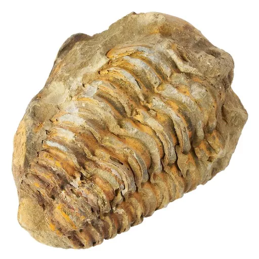 Trilobite Fossil