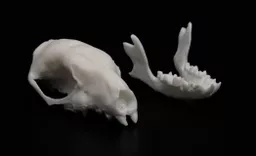 Hedgehog 4.jpg