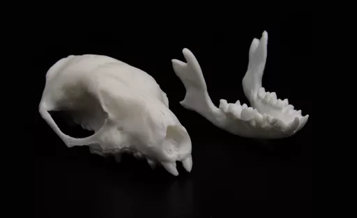 Hedgehog 4.jpg