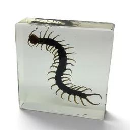 Centipede 2.jpg