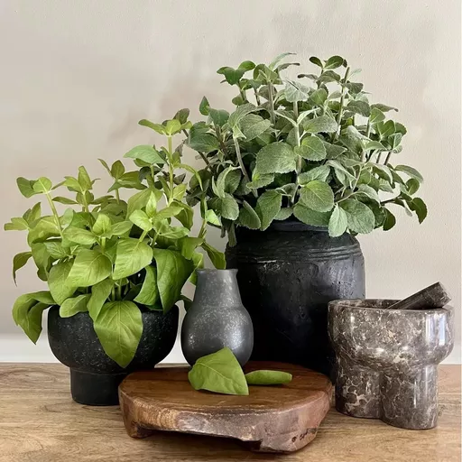 Basil in Matt Black Stone Planter