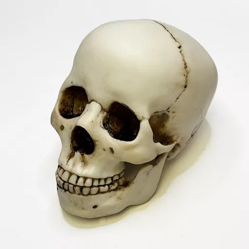 Human Skull 4.jpg