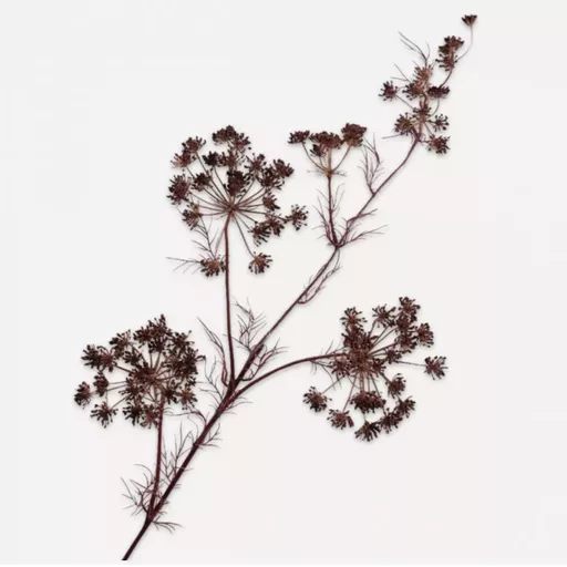 OUT OF STOCK - Brown Queen & Lace Spray Branches