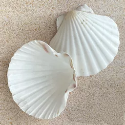 Scallop Shells.jpg