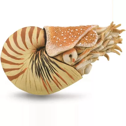 Nautilus