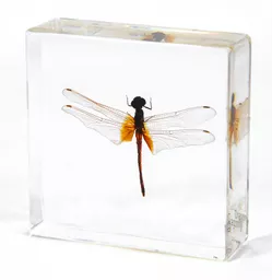 K20402   Dragonfly.jpg