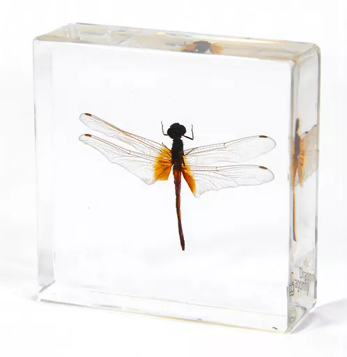 K20402   Dragonfly.jpg