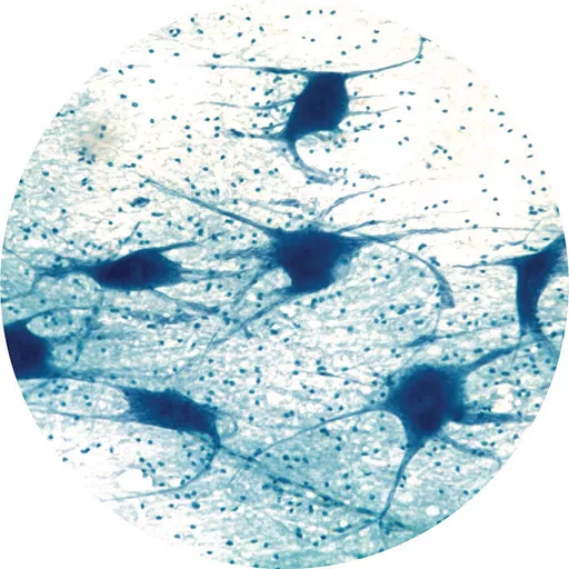 Philip Harris Prepared Microscope Slide - Peripheral Nerve L.S.