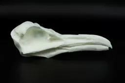 Gull Skull 1.jpg