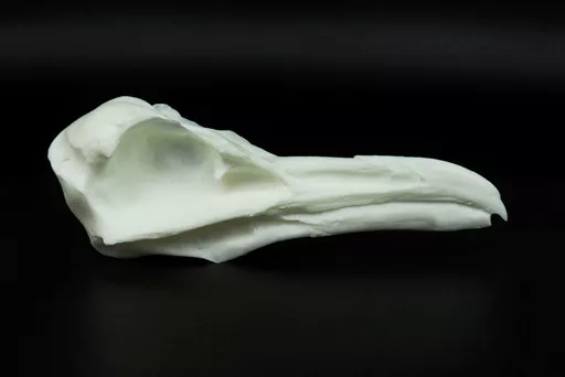 Gull Skull 1.jpg
