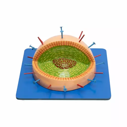 INFLUENZA VIRUS MODEL