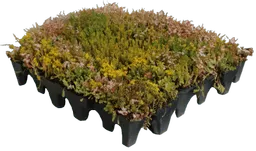 Grufekit-Sedum&Wildflower-Tray.png