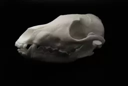 Red Fox 2.jpg