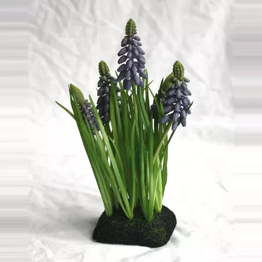 Muscari