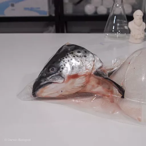 Fish Head (Salmon) Frozen