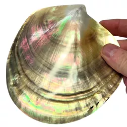 Mother of Pearl.jpg