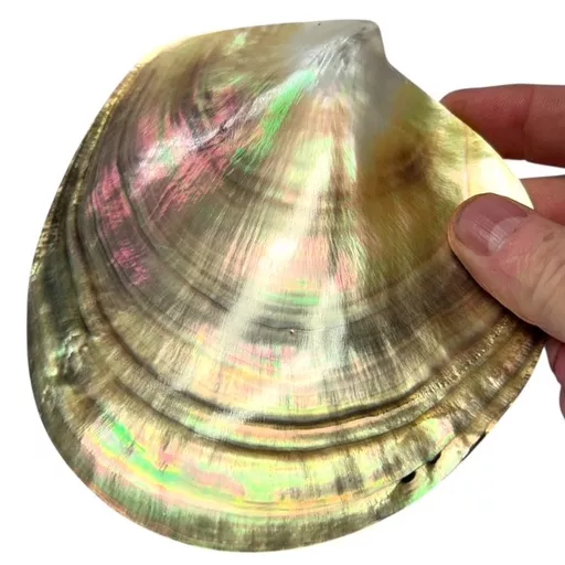 Large Mother of Pearl Shell