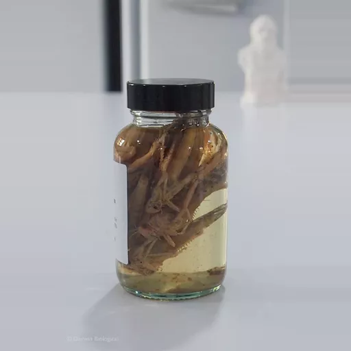 Preserved Locusts Pk10