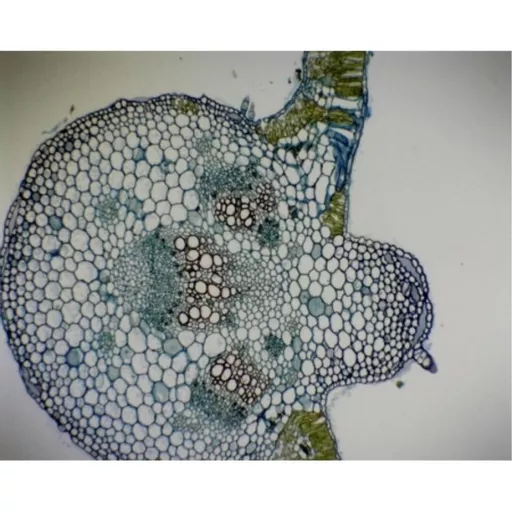 Monocot And Dicot Leaf.T.S. (B.8-550)