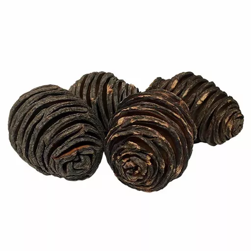 Platyspernum Cones x 4.webp