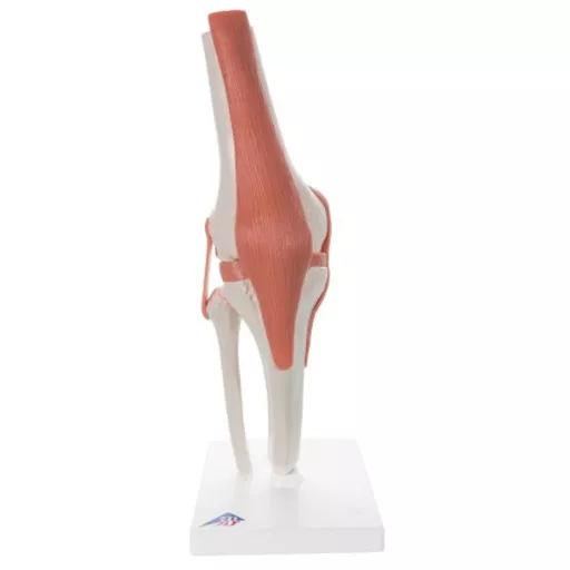 3B Functional Knee Joint