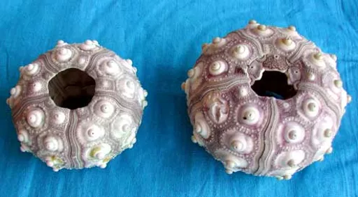 https://starbek-static.myshopblocks.com/images/tmp/se_180_sputnik4.2.jpg