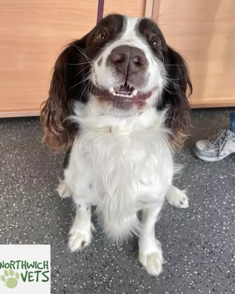 Buster - Springer Spaniel