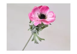 anemone - pink.jpg