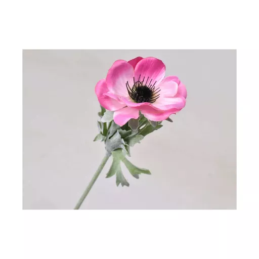Anemone - Pink