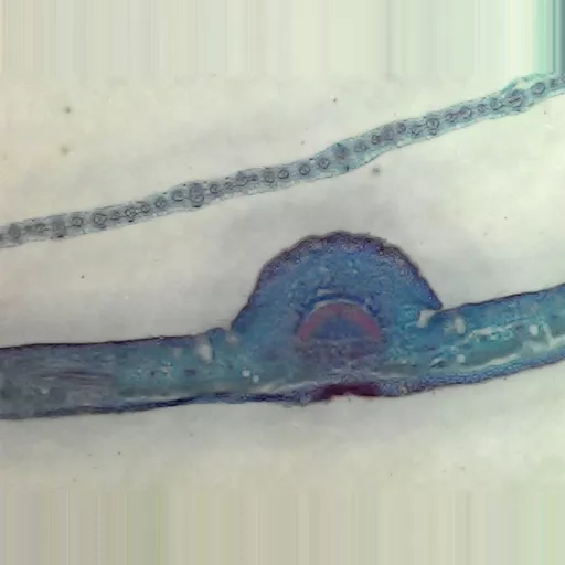 MICROSCOPE SLIDE - Monocot and dicot leaf T.S.