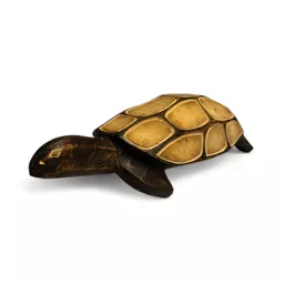 tortise (2).jpg