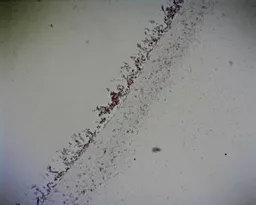 FINHC1006415.png