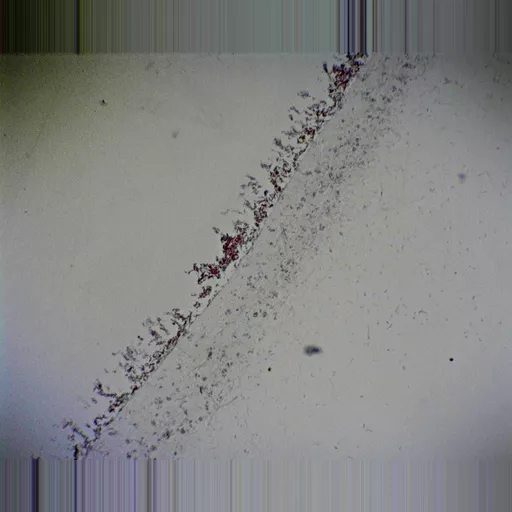Philip Harris Prepared Microscope Slide - Penicillium: with Hyphae and Conidiospores